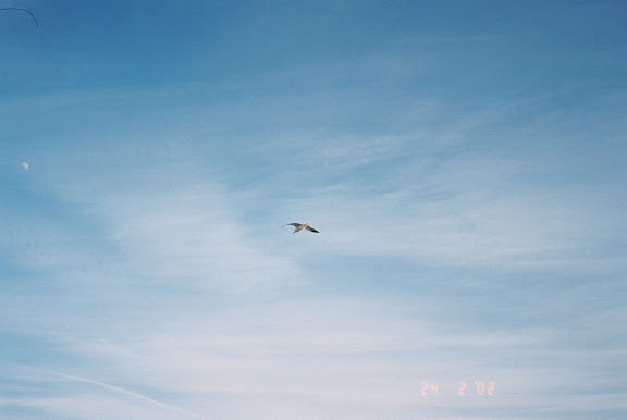 CannesBird.jpeg