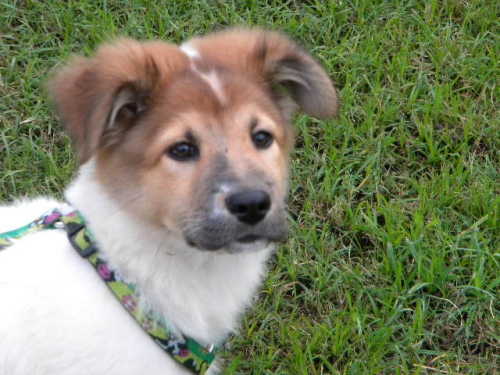 Frenchy is from the Southern Animal Foundation in New Orleans. To learn more about Frenchy, click on the link to the shelter below. Frenchy is from the Southern Animal Foundation in New Orleans. To learn more about Frenchy, click on the link to the shelter below.