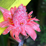 Beautiful Flowers At The Botanic Garden - Castries, St. Lucia