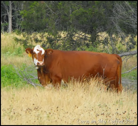 cows 2 june 2013