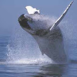 Breaching humpback whale