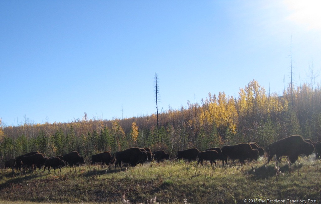 [Bison2%255B13%255D.jpg]