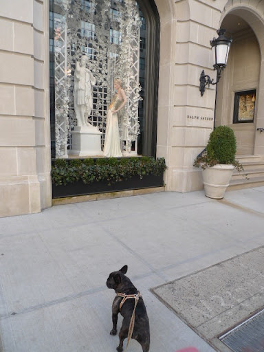 Sharkey, while window shopping and meeting new dogs is fun, we should really should stop by Martha's office and catch up on a little work.  We are, after all, famous entrepreneur Frenchies!