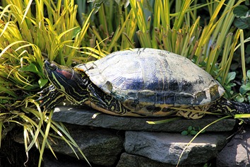 Sun Turtle