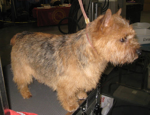 Norwich Terrier