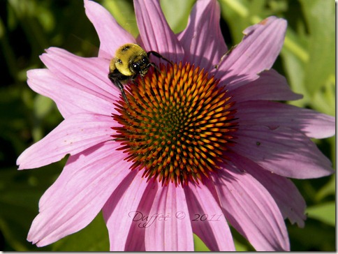 Day #79 Coneflower and the Bumblebee