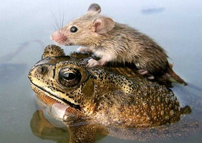 [frog%255B3%255D.jpg]