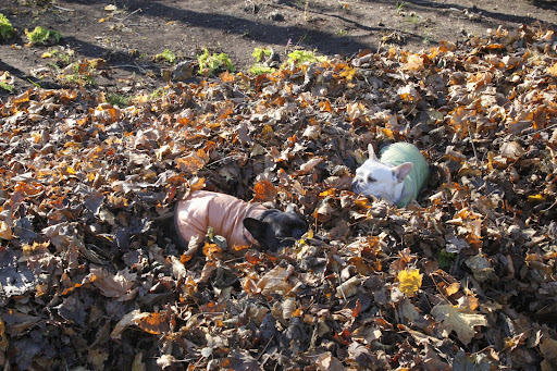 Oh, this is so much doggone fun!