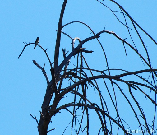7a. Woodpewee-kab 7a. Woodpewee-kab