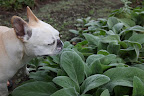 Sorry, Franny, I got distracted by these velvety lamb's ears.