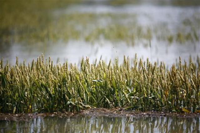 Wheat is partially submerged in floodwaters in Holly Grove, Arkansas, 10 May 2011. 'I've never seen anything like this and I've been farming for 31 years. This is a once in a lifetime flood,' said Joe Christian, a 48-year-old second-generation farmer in Jonesboro, Arkansas, about 60 miles northwest of Memphis. Eric Thayer / Reuters