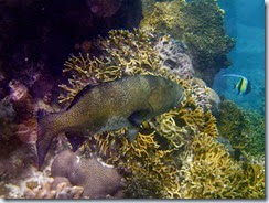 Snorkeling at 20 15 111S 169 46 750E_05 31 14_0068 Snorkeling at 20 15 111S 169 46 750E_05 31 14_0068