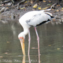 Milky Stork