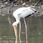 Milky Stork