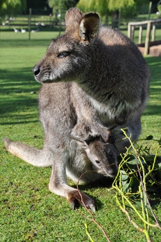 [BrownJoeypeekingoutDSC_018811.jpg]