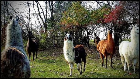 llama3 llama3