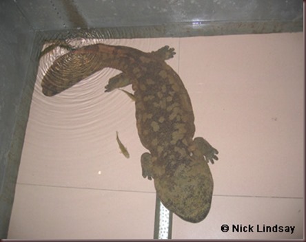 Amazing Animals Pictures Chinese Giant Salamander (13)