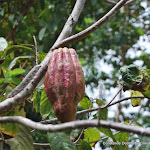 DSC_0722 - Copie.JPG