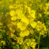 菜の花