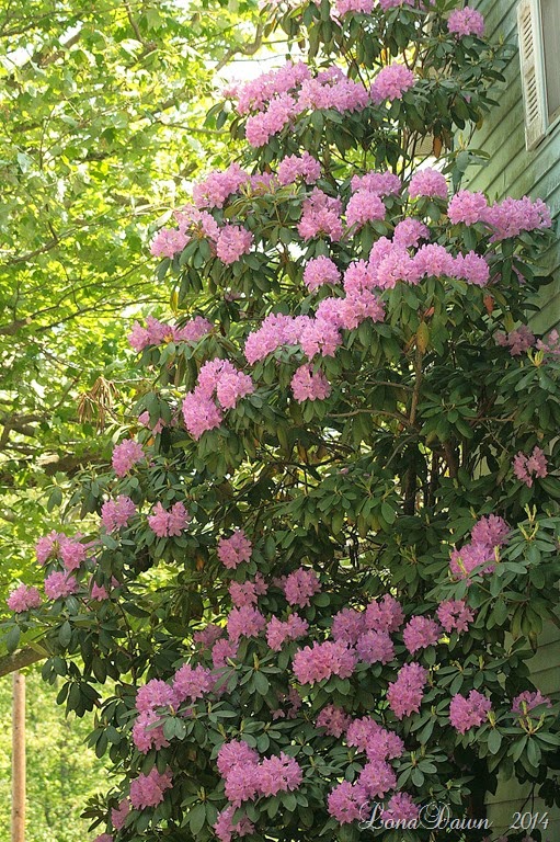 [Rhododendron%25205_23_2014%255B12%255D.jpg]