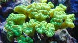 Polynésie corail trompette