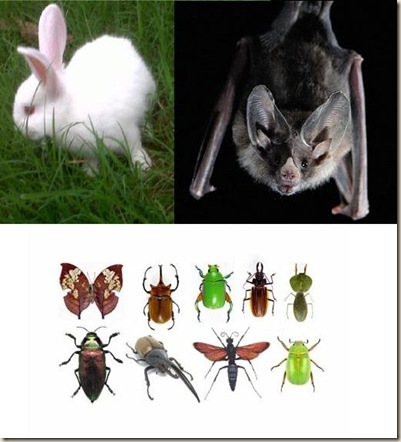 La Biblia y la Zoologia