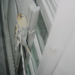 Old Budgie Pics 038.JPG