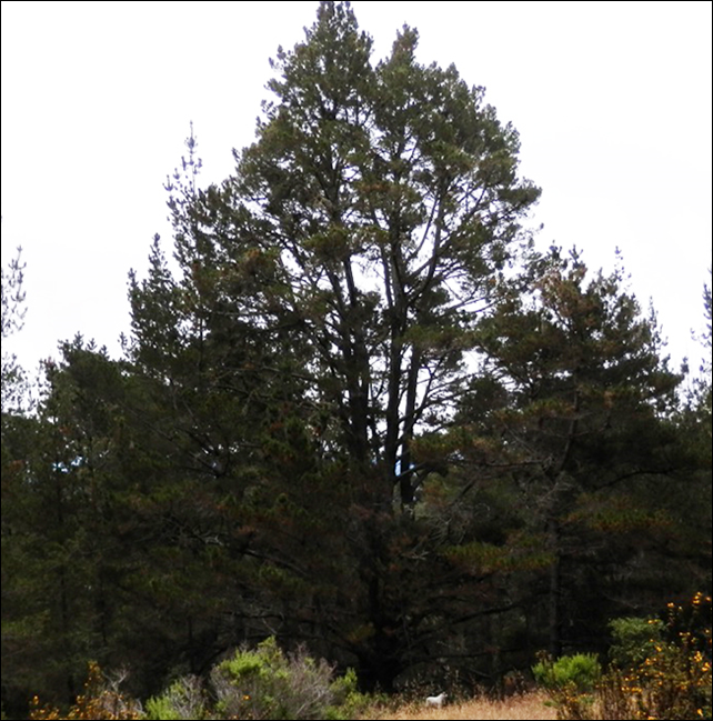 National Champion Monterey Pine (Pinus radiata). This tree, found in Jack's Peak Park, was nominated by Alan Washburn in 2014. It measures 89 feet high, with a trunk circumference of 220 inches and a crown spread of 64 feet. Photo: CalPoly