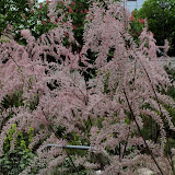 Tamaris de printemps - Tamarix africana tetrandra Tamaris de printemps - Tamarix africana tetrandra