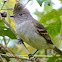 Yellow-bellied Elaenia (Guaracava-de-barriga-amarela)