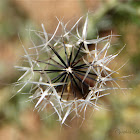 Silver Puffs