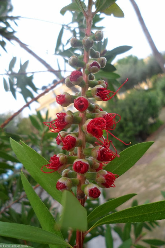 SAM_2091 SAM_2091