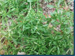 pictures_lawn_weeds_carpetweed_01