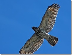 Red-tailed Hawk1