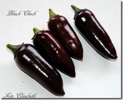 Chili 2012 069