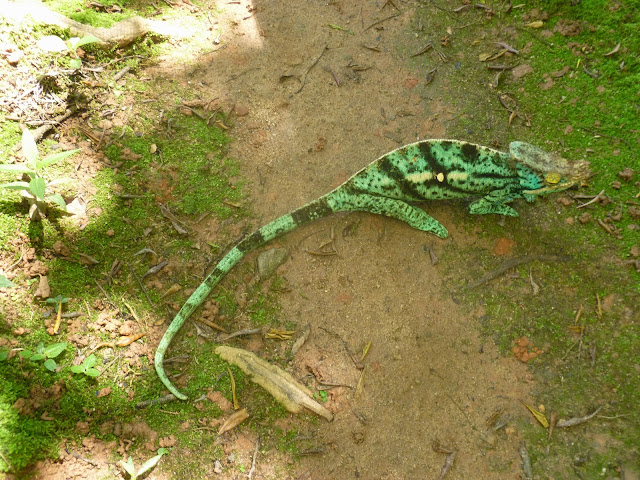 Caméléon Endormi ou Caméléon panthère, Furcifer pardalis (CUVIER, 1829). Parc à papillons entre Andasibe et Tananarive (Madagascar), 1er janvier 2014. Photo : J. Marquet
