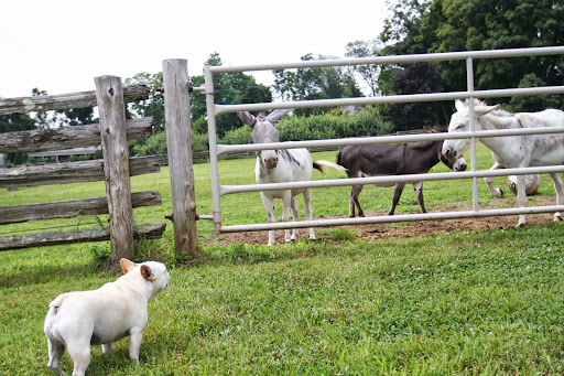 Miniature donkeys were first brought to America in 1929, by a wealthy stockbroker, who purchased six jennies, or females, and a jack, or male, during a trip to Europe. Miniature donkeys were first brought to America in 1929, by a wealthy stockbroker, who purchased six jennies, or females, and a jack, or male, during a trip to Europe.
