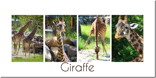 giraffe