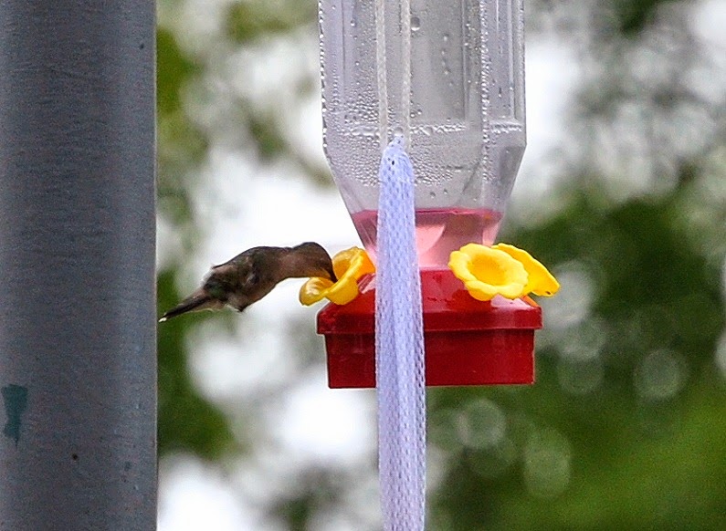 [01c3---birds---hummingbird4.jpg]
