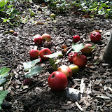  rote Äpfel