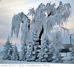 'Ice Tree' photo (c) 2011, Ben Christenson - license: http://creativecommons.org/licenses/by/2.0/