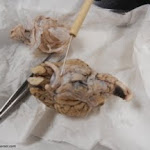 brain_ventral_view.JPG