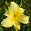 Yellow Day-lily
