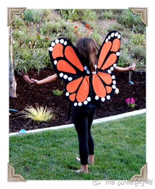 monarch_butterfly_1 monarch_butterfly_1
