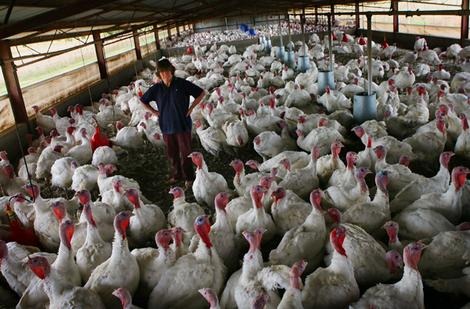 [svTURKEYS_wideweb__470x309%252C0%255B5%255D.jpg]