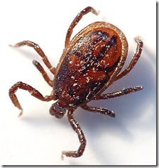 220px-Tick_male_(aka) 220px-Tick_male_(aka)