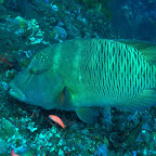 Napoleon-Fisch, Komodo