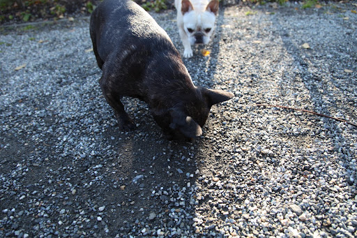 Yup - I count 13 - so it must be a woolly bear!