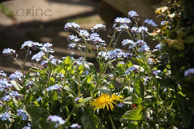 geel-blauw geel-blauw