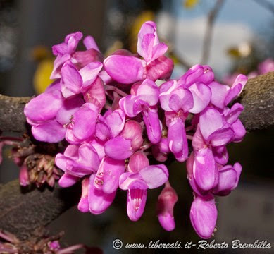 7_Cercis siliquastrum (52)